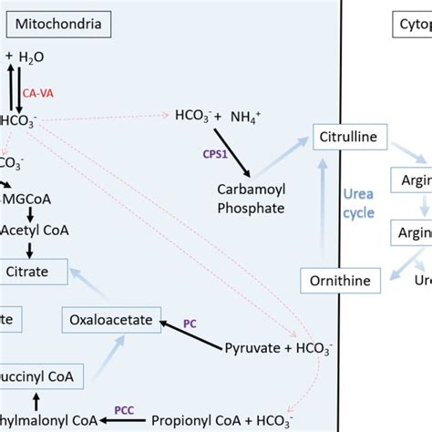 The Intermediary Metabolism Of Carbonic Anhydrase Cava Carbonic