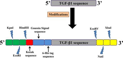 Schematic Representation Of The Modifications Made On The Tgf β1 Gene