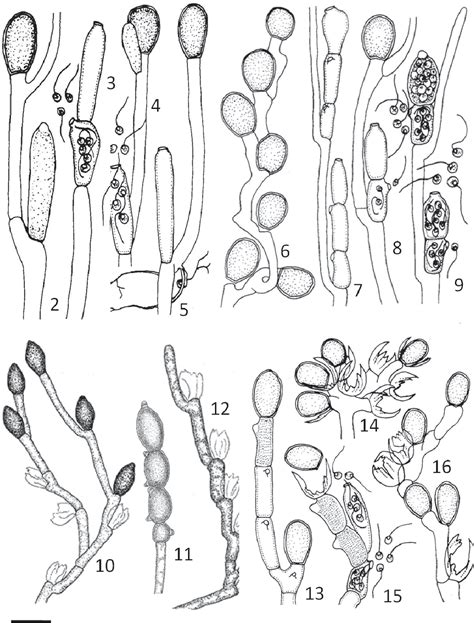 Figure 2 16 From The Genus Allomyces Blastocladiomycota In The State