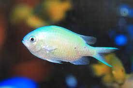 Blue green chromis - Sea View World Aquatics