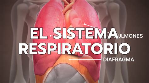 Resumen de la anatomía y fisiología del sistema respiratorio