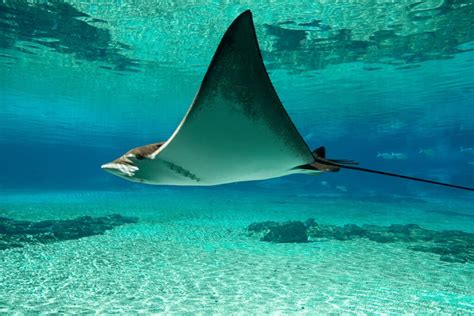 Snorkeling With Manta Rays At Manta Point On Nusa Penida Bali