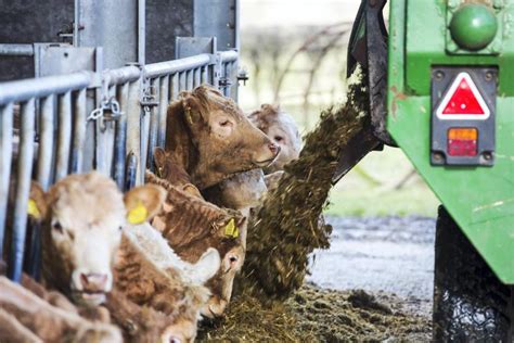 Fodder Budgeting And Dealing With Wet Silage Premium