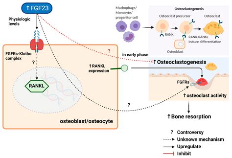 Ijms Free Full Text Fibroblast Growth Factor And Osteoporosis