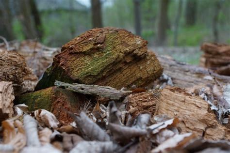 Free Images Nature Rock Wood Leaf Trunk Wildlife Autumn Soil