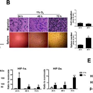 Nrf Silencing Suppresses Prolonged Hypoxia Induced Hif Elevation