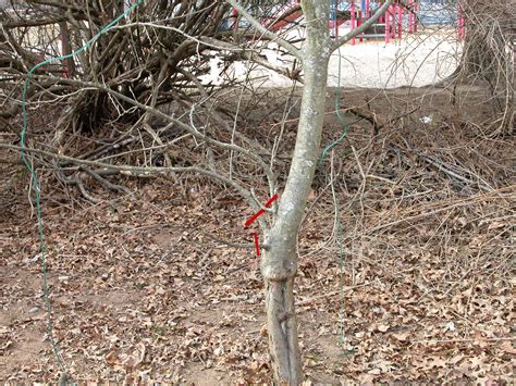 How To Prune An Overgrown Apple Tree