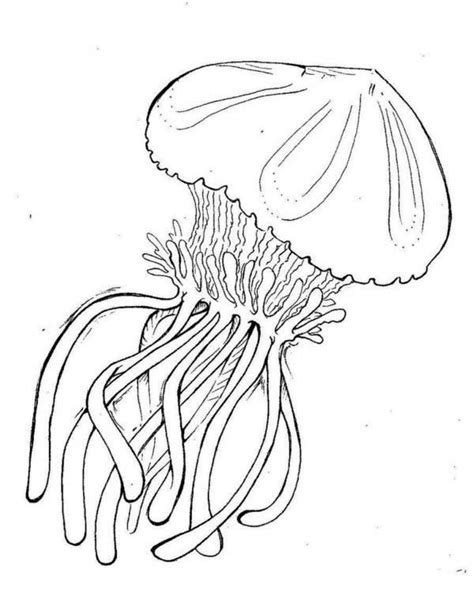 Box Jellyfish Drawing at GetDrawings | Free download