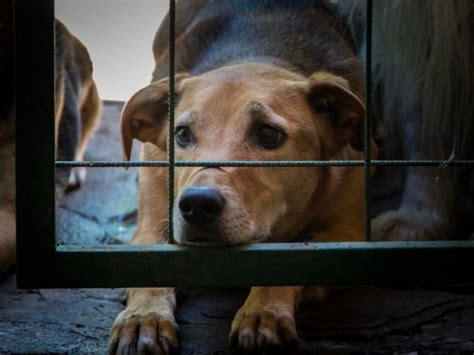 Vinculado A Proceso Por La Muerte De Un Perro