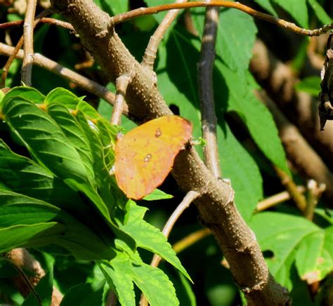 Orange Barred Sulphur Project Noah