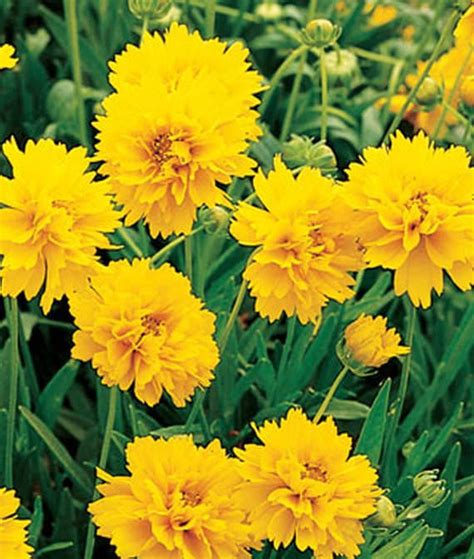 Sabine Gloeckner: Yellow Perennial Flowers Zone 5 - Yellow Perennial ...