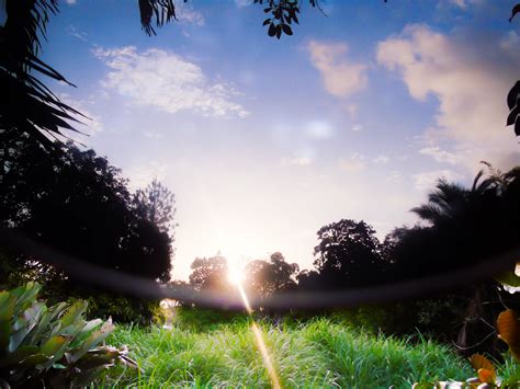 Papel De Parede Luz Solar Panorama Floresta Natureza Grama C U