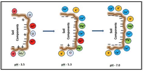 Fundamentals Of Understanding Cec Cation Exchange Capacity Of Your