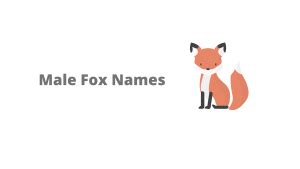 250+ Fox Names (Male & Female) - Equine Desire