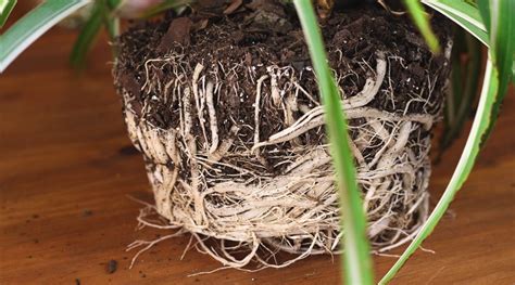 How To Repot Spider Plants In 5 Easy Steps Spider Plants Repotting