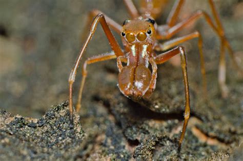 Red Ant Mimicking Spider Male Project Noah