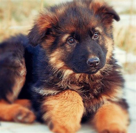 Pin By Piremses On German Shepherd Dogs Shepherd Puppies German