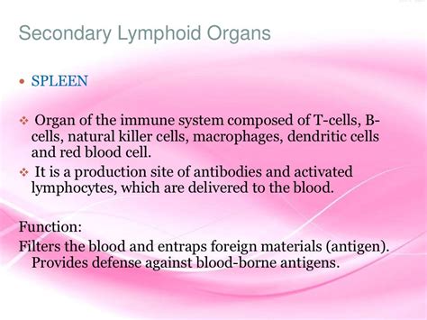 Primary And Secondary Lymphoid Organs