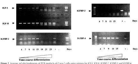 Figure From Interleukin Cid Il Cid And Il Modulate