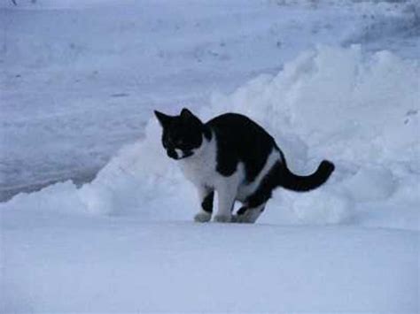 Cat Cold - Dog Discoveries