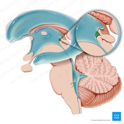 Glándula pineal Anatomía histología y funciones Kenhub