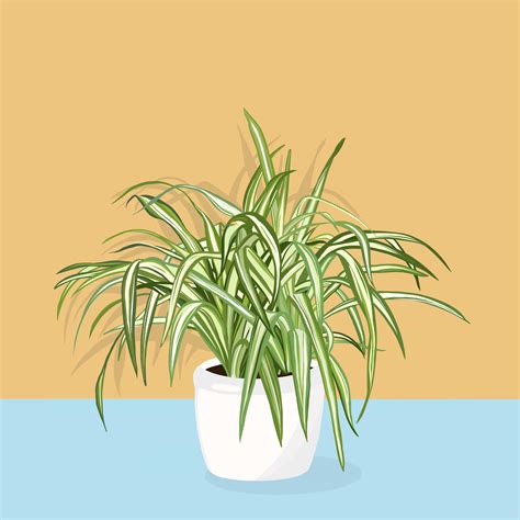 Guide To Care For Spider Plant Chlorophytum Comosum Artofit