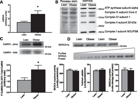 Figure 1 From High Fat Dietinduced Mitochondrial Biogenesis Is