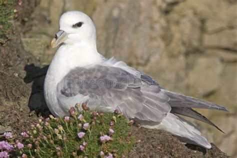 The Northern Fulmar, Fulmarus Glacialis Nesting Female Stock Photo ...