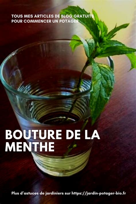 Bouture de la menthe à partir d une tige en 2024 Boutures Bouturer