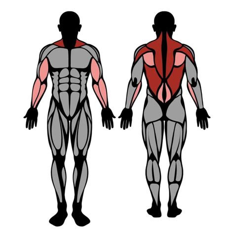 Pendlay Row: Muscles Worked & Technique – StrengthLog