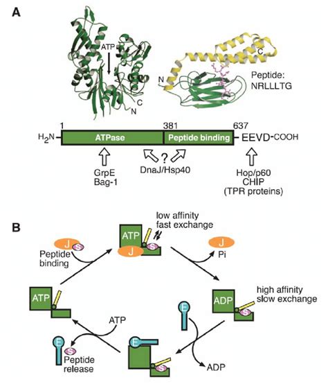 The Structure And Reaction Cycle Of The Dnak System A Top