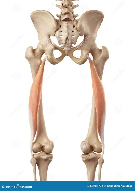 Das Bizeps Schenkel Longus Stock Abbildung Illustration Von