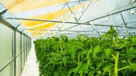 Maximize Yields: 4 Key Greenhouse Growing Tips | UbiGro