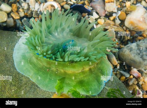 Beadlet anemone, Red sea anemone, Plum anemone, Beadlet-anemone ...