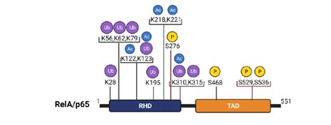 Post Translational Modifications Of RelA P65 Schematic Representation