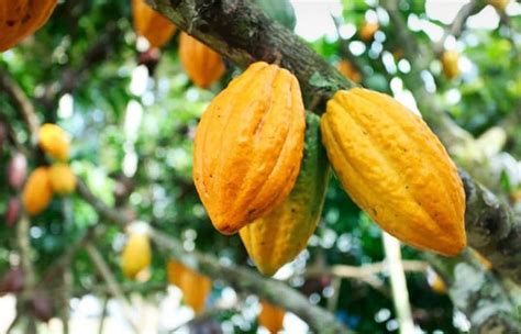 Produtores De Cacau De Linhares Buscam Aumento De Produtividade E Novos