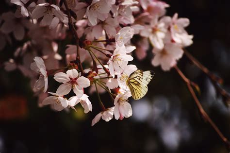 图片素材 科 厂 水果 叶 花瓣 盛开 餐饮 弹簧 生产 植物学 蝴蝶 植物群 季节 樱花 枝条 特写