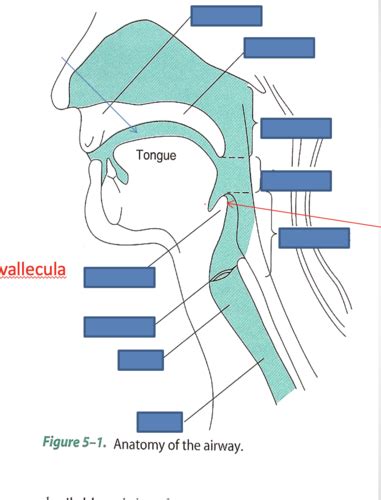 Principles II Airway Management Anatomy Physiology Flashcards Quizlet