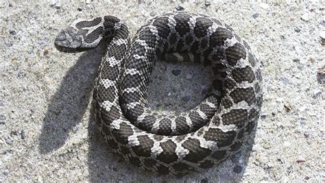 Michigan's lone venomous snake may get federal protection