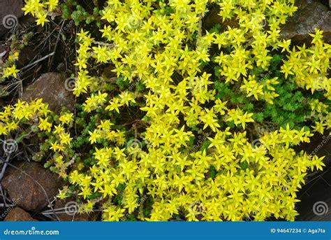 Yellow Stonecrop Flowers Closeup Stock Photo Image Of Growth Floral