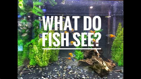 What Do Fish See 4k Youtube