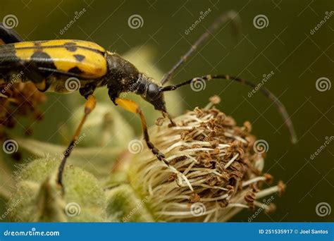 Spotted Longhorn Beetle Rutpela Maculata Stock Image Cartoondealer