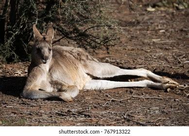 Kangaroo Just Relaxing Stock Photo 767913322 | Shutterstock