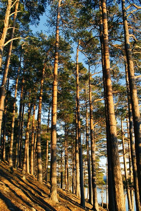 Species of UK: Week 10: Scots Pine (Pinus sylvestris)