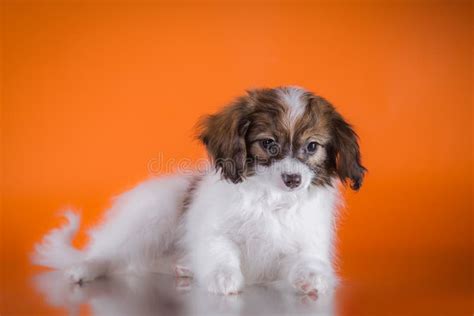 Cute Puppy Of Breed Papillon Stock Photo Image Of Friend Little