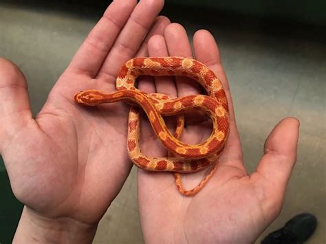 Albino Creamsicle Corn Snake