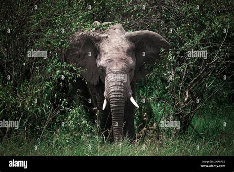 African Bush Elephant Loxodonta Africana Hiding In A Dark Bush Stock