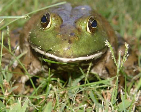 American Bullfrog | Brad Glorioso’s Personal Website Amphibians and ...