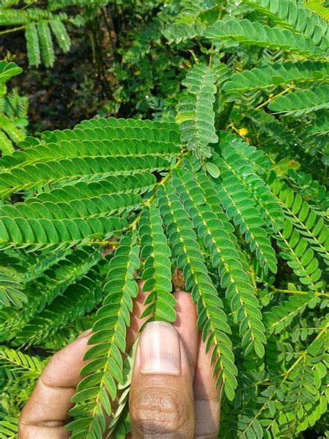 Pohon Sengon Jenis Morfologi Taksonomi Ekologi Manfaat Tani