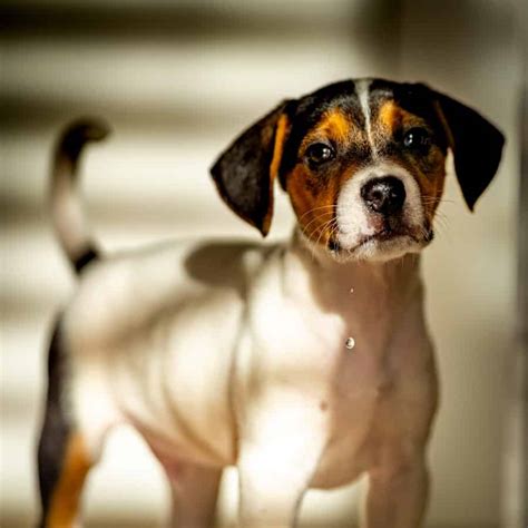 Jack Russell Beagle Mix Your Ultimate Breed Information Guide Your